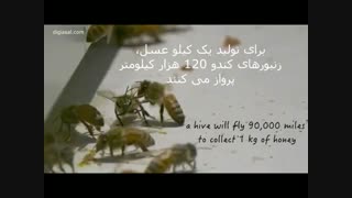 شگفتی های زنبور عسل (عسل طبیعی نصیریdigiasal.com)