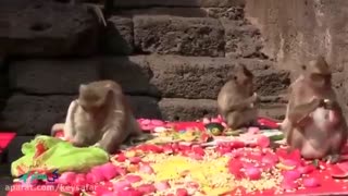 جشن میمون ها در تایلند | کی سفر