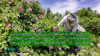 گلاب گیری در کاشان | کی سفر