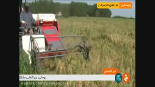 ممنوعیت کشت برنج به جز استان‌های مازندران و گیلان