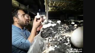 برگزاری تنها کلاس تخصصی در صنعت پرورش قارچ