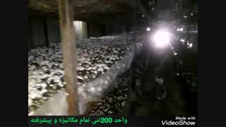 همگام با برترین های پرورش قارچ