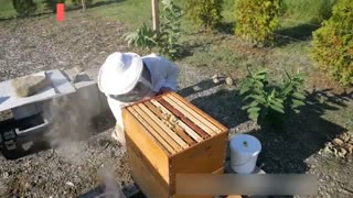 آموزش زنبور داری با تجهیزاتی ابتدایی