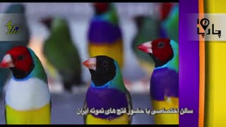 نمایشگاه گرانترین قناری های ایران ۹۸