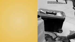 سمپاشی سوسک درشت آمریکایی