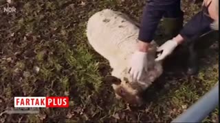 گرگی که یک کشور را بهم ریخت