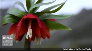 دشت لاله‌های واژگون در منطقه خوانسار