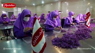 سورت و جدا کردن زعفران  از مزرعه تا کارخانه