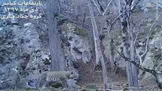 چند تصویر امیدوارکننده از پلنگ در ارتفاعات مازندران