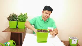 آموزش کاشت ریحان در گلدان