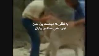 عشق ومحبت مرز نمی شناسد-ملاقات یک شیر وحشی پس از یک سال بامربیانش-زیرنویس همزمان فارسی انگلیسی