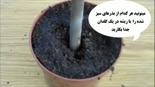 خودتان ریحان بکارید