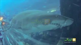 اکواریوم دبی