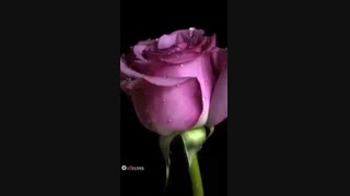 گلهای زیبا