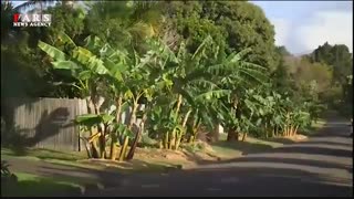 چرا در کوچه‌ها و پارک‌ها درخت میوه نمی‌کاریم؟