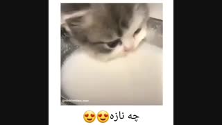 پیشو*-*