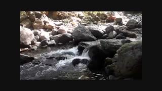 ویسرود طبیعتی در دل جنگل های امام زاده ابراهیم