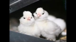 فروش عمده و خرده تخم نطفه دار انواع مرغ زینتی