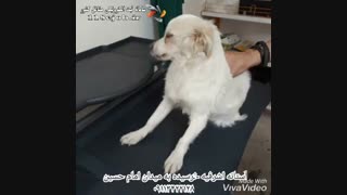 مطب دامپزشکی دکتر شمس نصرتی در آستانه اشرفیه لیفت پیشانی