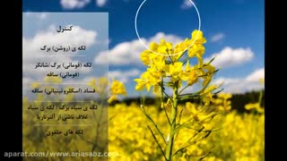 قویترین قارچ کش گندم و جو | فولیکور | Folicur