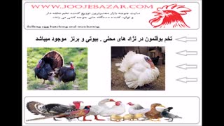 فروش تخم نطفه دار بوقلمون وطیور