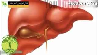 دکتر آرزو شکاری _ کبد چرب و درمان آن با طب سنتی کلینیک زیبایی