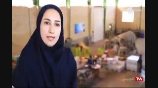 دانش بنیان شیراز