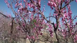 زیبایی های فارسان وکوهرنگ