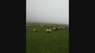 آرامشی از جنس طبیعت