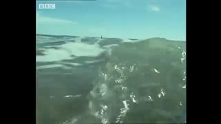 شکار شیرهای دریایی توسط نهنگ های غول پیکر