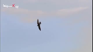 مجموعه سیاره انسان‌ ها ، جلوگیری از به گند کشیده شدن شهر دبی توسط شاهین