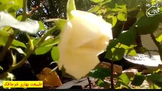 طبیعت بکر روستای جرجافک زرند با چاشنی آهنگ موهات از راتین رها