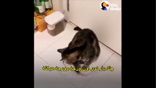 موش وگربه دوستان صمیمی-زیرنویس فارسی وانگلیسی