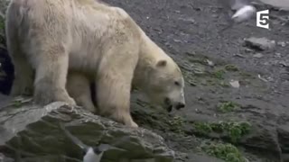 ریسک بزرگ خرس سفید برای شکار