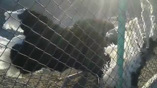 فروش تخم نطفه دار شترمرغ با راندمان جوجه آوری بالا