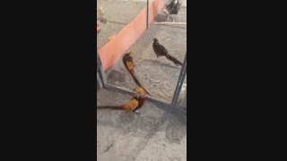 فروش تخم نطفه دار قرقاول در نژادهای بلژیکی و لیمویی