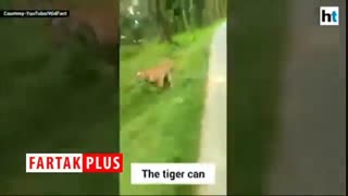 لحظه وحشتناک حمله ببر به موتورسوار!