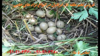 خرید فروش قرقاول