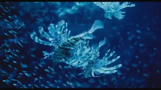 قلمرو افسون شده ، سفری خارق العاده در دل طبیعت