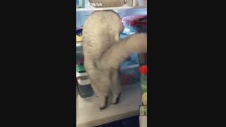پیشی شکمو*-*