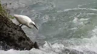 زیباترین فیلم لک لک ماهیگیر در حیات وحش زیبا