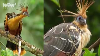 5 تا از بدبوترین حیوانات جهان