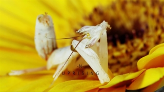 فیلم کوتاه N- Uprising- ؛ ماکرو تایم لپسی فوق العاده از چرخه حیات !