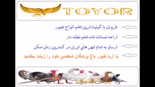فروش تخم نطفه دار انواع مرغ خروس زینتی