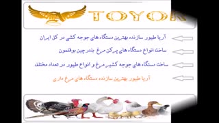 فروش تخم نطفه دار بوقلمون بیوتی تضمینی