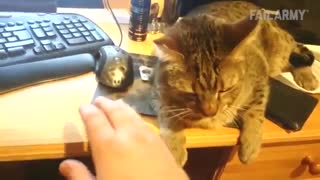 آخر خنده  - صحنه های خنده دار حیوانات خانگی ( گربه )