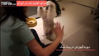 تربیت سگ پاکوتاه خانگی