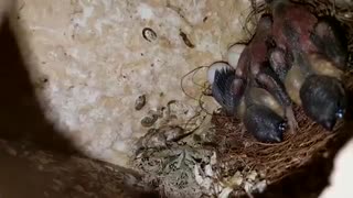 رشد روز به روز جوجه ی فنچ گلدین