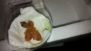 با دست غذا دادن گلدین روز اول تولد