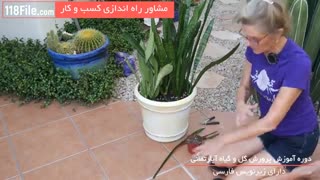 احیای برگ شکسته گل مار